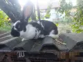 Гъски патици зайци , снимка 10