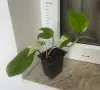 Epipremnum Pinatum Marble, снимка 1
