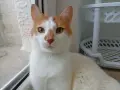 Прекрасният котарак Юлиян търси дом( г. Пловдив), снимка 4
