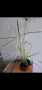 Водна палма, циперус, Cyperus alternifolius variegata, снимка 7