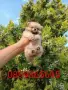 Прекрасен избор на мъжки и женски Померани. , снимка 7