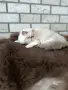 Персийско коте 😻💙, снимка 9