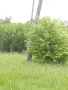 Продава имот със стара къща село Извор Софийско, снимка 5