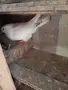 продавам гълъби, снимка 3