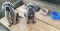 Cane Corso Italiano, снимка 4