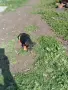  куче ягдтериери, снимка 9