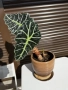 Alocasia amazonica 'Polly' (Алоказия 'Поли'), снимка 1