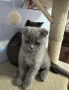 Британски късокосмести котенца, снимка 2