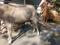 Продавам пръчове, снимка 4