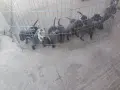 Сини питбулчета с първа ваксина!, снимка 4