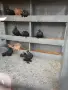 Ростовски гълаби, снимка 2