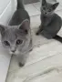 Британски късокосмести котенца, снимка 3