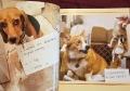 Dog Shaming, снимка 3