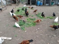 Селски кокошки, снимка 5