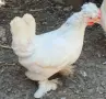 Продавам Чифтове Бреговски Джинки , снимка 2