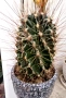 Цъфтящ кактус Thelocactus setispinus, снимка 4