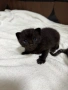 Котенца си търсят дом!, снимка 1