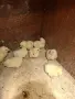 Бройлерни пилета за месо, снимка 2