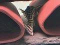 pleco, снимка 9