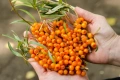 Облепиха (Hippophae), снимка 5