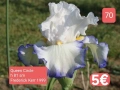 Ириси за продажба обява 3, снимка 5