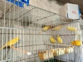 канарчета, снимка 3