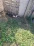 Малки неми патета, снимка 1