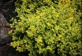 Евонимус Емералд Голд, Euonymus Emerald and Gold!!!, снимка 3