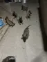 Белгийска овчарка , снимка 4