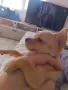 животни кучета мини пинчер , снимка 3
