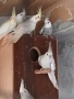 продавам корели, снимка 1