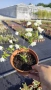 Филаделфус или още Булченски венец, Philadelphus Minnesota Snowflake, снимка 4