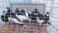 Продавам гълъби Ямболски Акмани , снимка 5