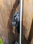 ски Blizzard XCR 146см., снимка 4