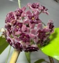 Hoya Хоя Cinnamomifolia var.purpureofurca , снимка 2