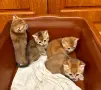 Британска късокосместа порода, 4 златисти котета, котка, домашни любимци, снимка 5