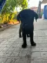 Продавам тези малко сладури при възможност и желания се свържете с мен , снимка 5