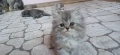 Персийски котенца, снимка 6