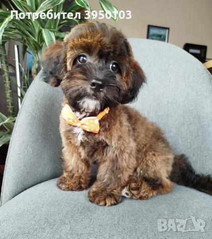 Shih poo /Mini poodle