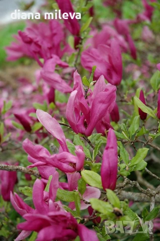   Магнолия Сюзън, Magnolia Susan, снимка 2 - Градински цветя и растения - 54805757