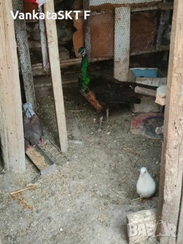 Спалдинг пауни, снимка 5 - други­ - 54397668