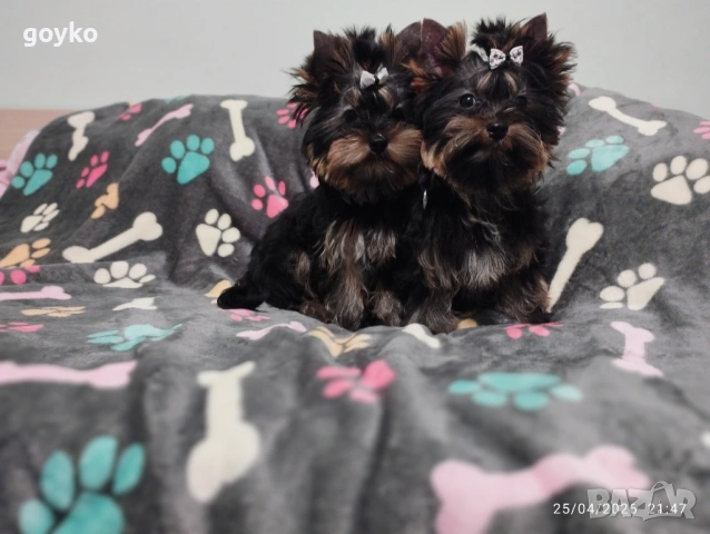 йоркширски териер