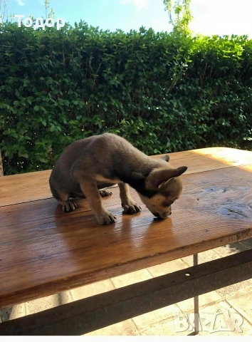 Продавам мини чихуахуа , снимка 5 - Чихуахуа - 54369663