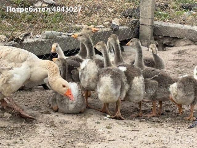 Продавам домашни гъсета на 1 месец и женска гъска майка, снимка 3 - Патици и гъски - 54728196