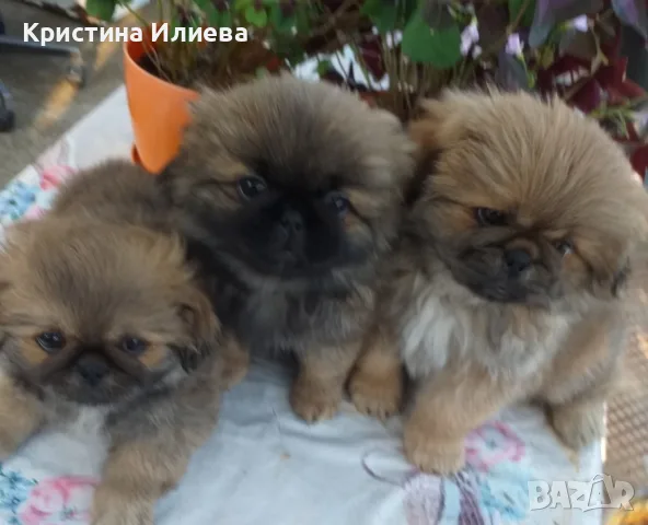 Пекинези Родени на 06.06.2026, снимка 3 - Пекинез - 55617554