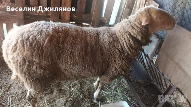 коч Лакон, снимка 4 - Овце - 54110252