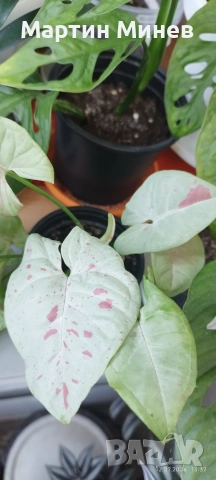Сингониум (Syngonium) «Milky Confetti» 