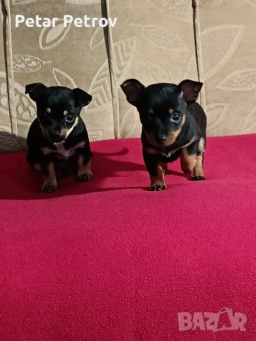 Пинчер мини , снимка 5 - Пинчер - 54250630