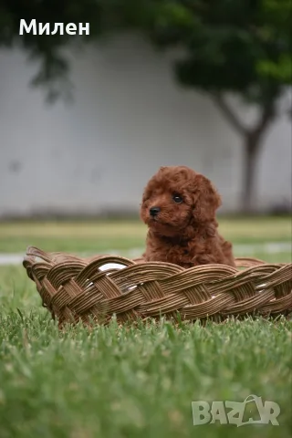 Той пудел Toy poodle, снимка 9 - Пудели - 55006000