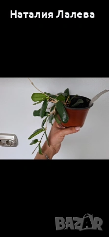 Хоя, hoya Rotundifolia, снимка 3 - Стайни растения - 55232230